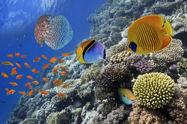 Scuba Diving