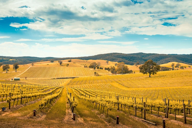 Barossa Valley Wineries