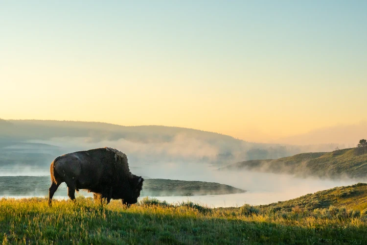 West Yellowstone and the Grizzly & Wolf Discovery Centre