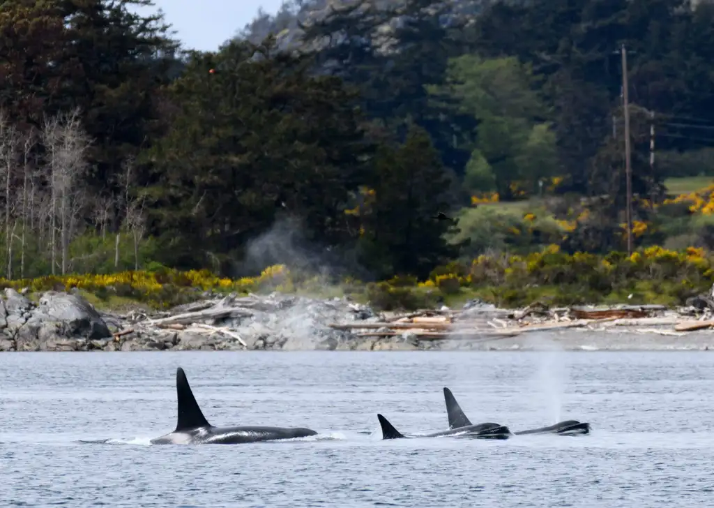 Whale Watching – Covered Boat