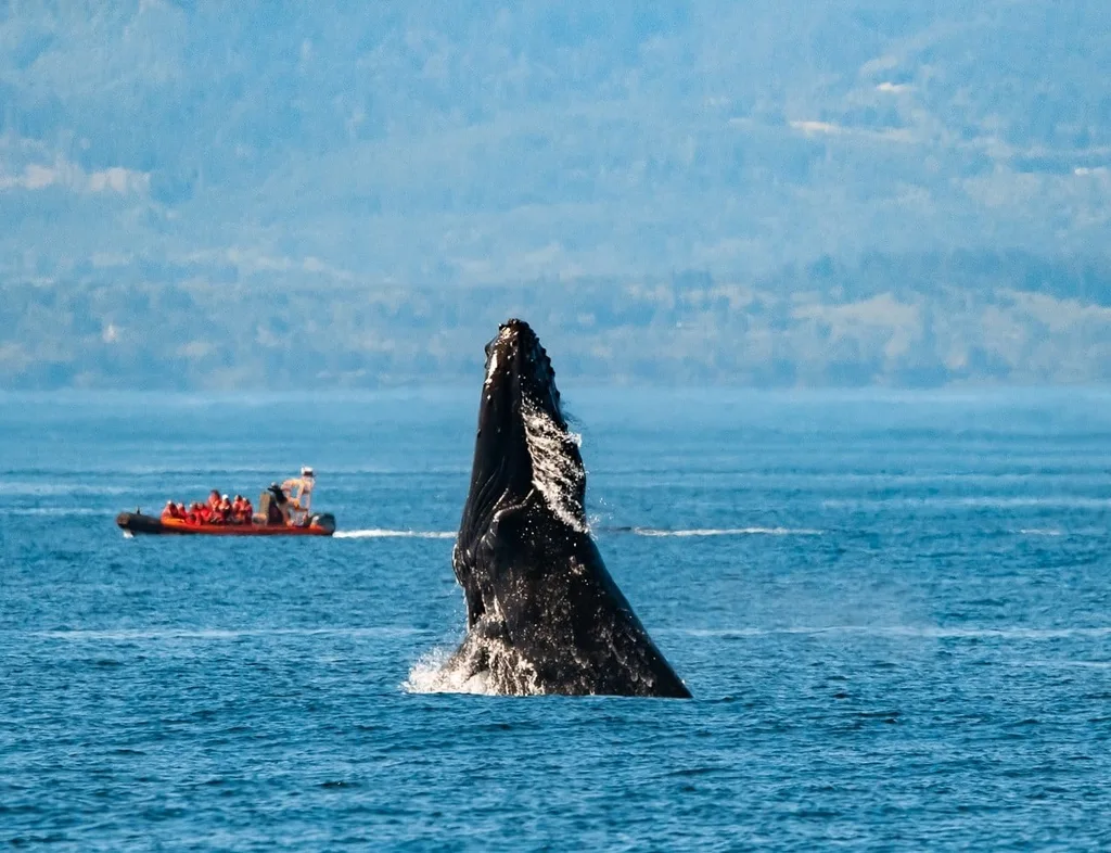 Whale Watching – Covered Boat