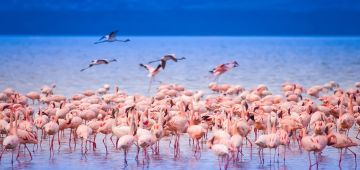 Lake Naivasha